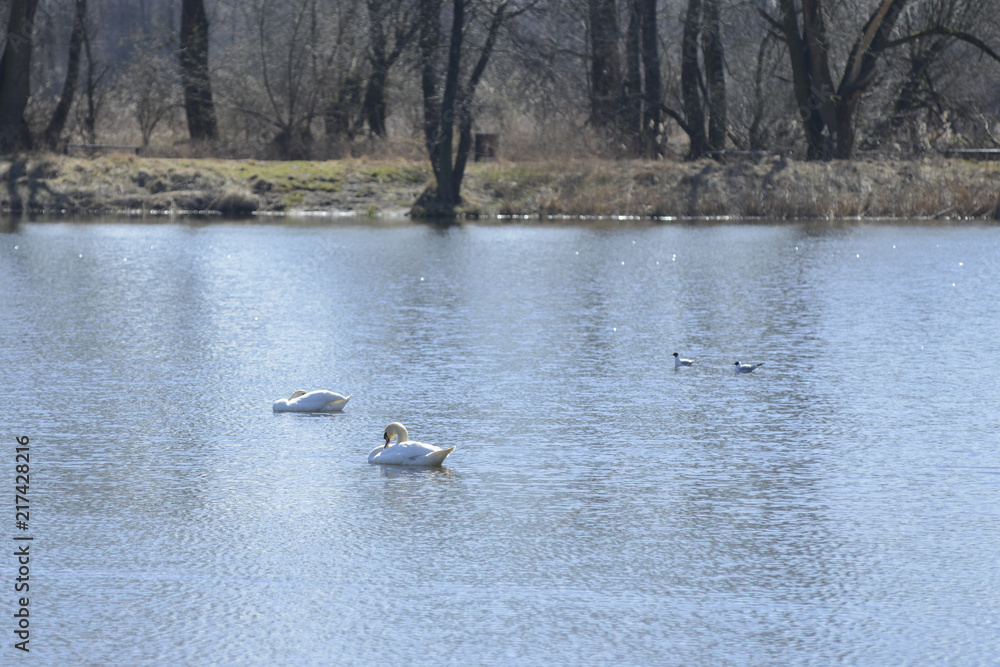 Swan on the lake Swan on the lake