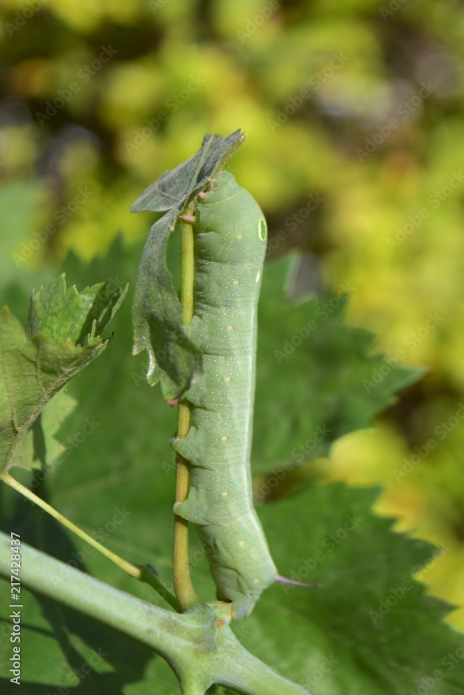 Obraz premium oleander hawk moth