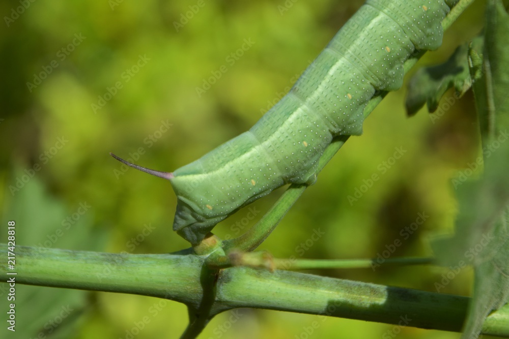 Obraz premium oleander hawk moth