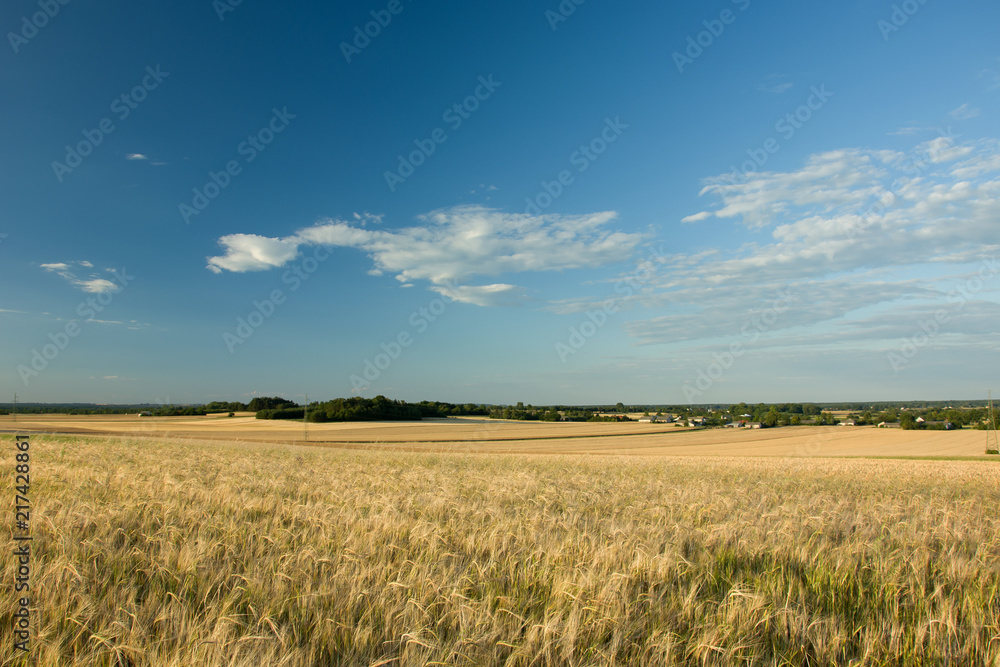 Field of barley, forests on the horizon and clouds in the blue sky