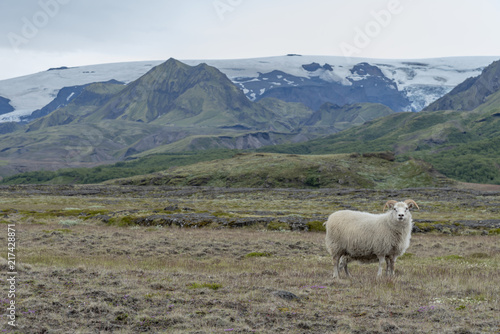 Ram in Icelandic landscape