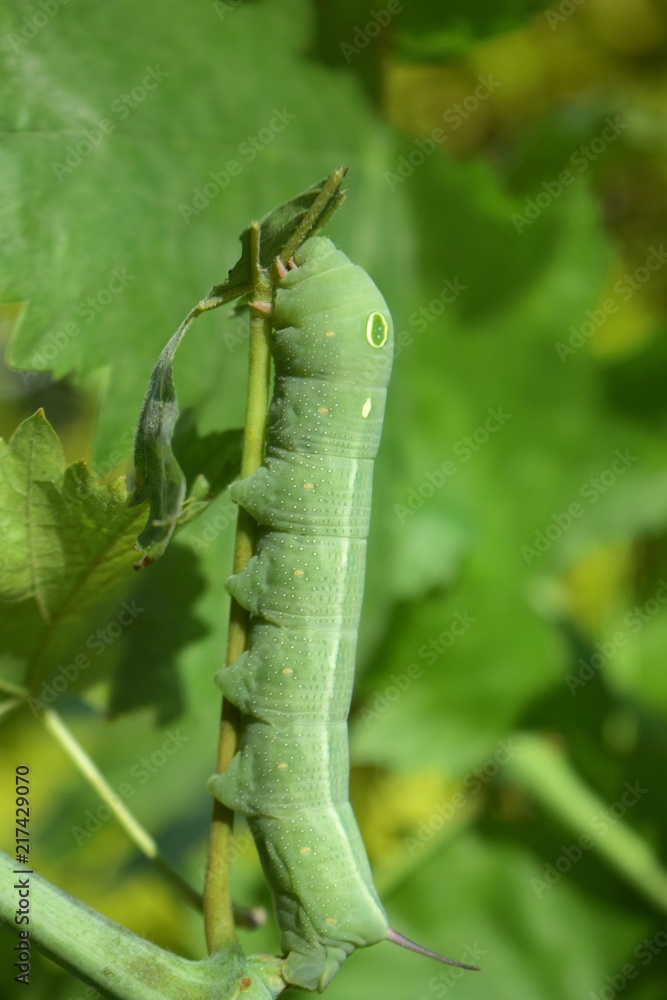 Naklejka premium oleander hawk moth
