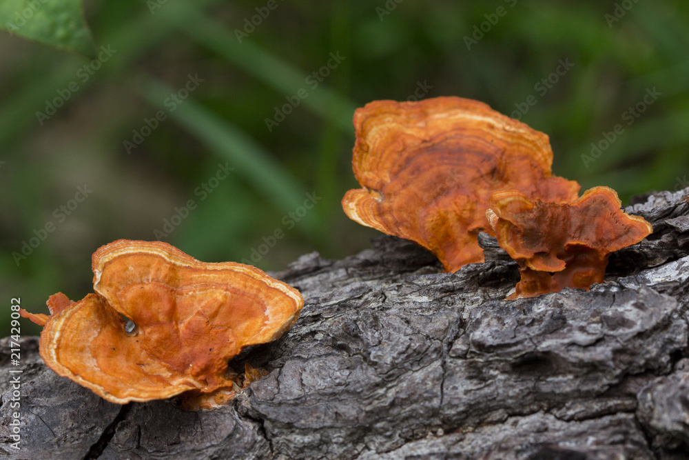 Wild orange mushroom growing on a dead tree in the rainforest, Thailand Wild orange mushroom growing on a dead tree in the rainforest, Thailand