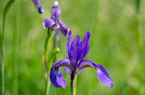 Violet iris flower grow in the garden.
