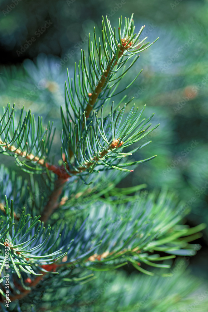 Close up of a green fir tree. Macro shot of a or pine branches. Close up of a green fir tree. Macro shot of a or pine branches.