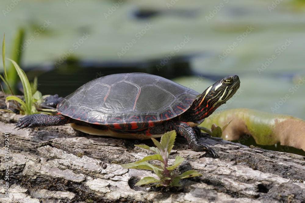 Obraz premium Midland Painted Turtle basking on a log
