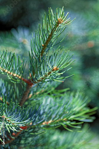 Close up of a green fir tree. Macro shot of a or pine branches.