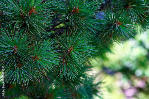 Close up of a green fir tree. Macro shot of a or pine branches.