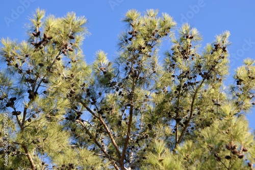 North Cyprus nature
