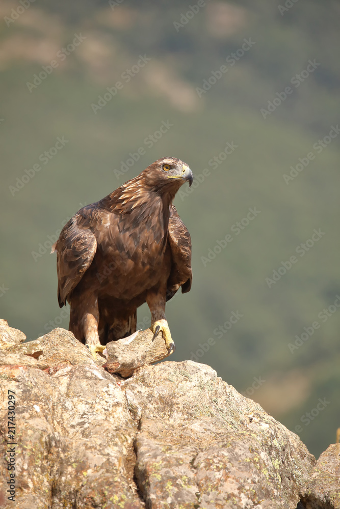 Fototapeta premium Golden eagle (Aquila chrysaetos) perched on a stone