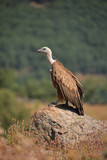Griffon Vulture (Gyps fulvus) perched on a cliff