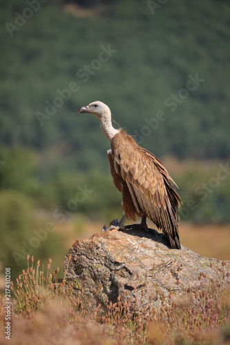 Griffon Vulture  Gyps fulvus  perched on a cliff