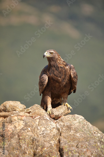 Golden eagle (Aquila chrysaetos) perched on a stone