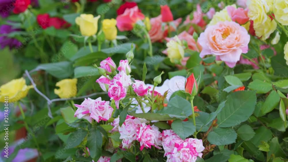 18808_Fresh_blooming_flowers_on_the_garden_on_a_sunny_day.mov 18808_Fresh_blooming_flowers_on_the_garden_on_a_sunny_day.mov