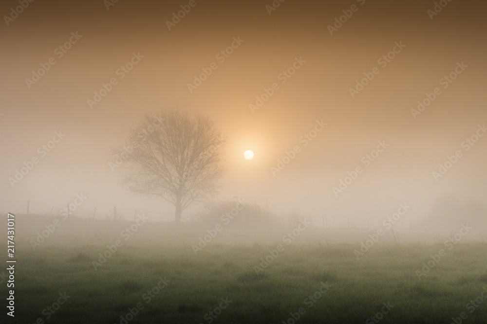 Fototapeta premium Morning Mists 