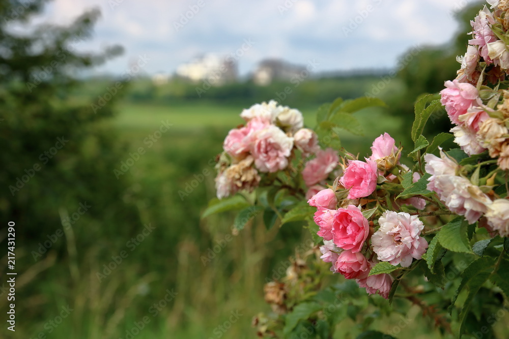 Kwitnące różowe kwiaty dzikiej róży na krzewie, część lekko nieostra,  z bliska, park, w tle, rozmyta, zieleń, trawiasta łąka i zabudowania - obrazy, fototapety, plakaty 