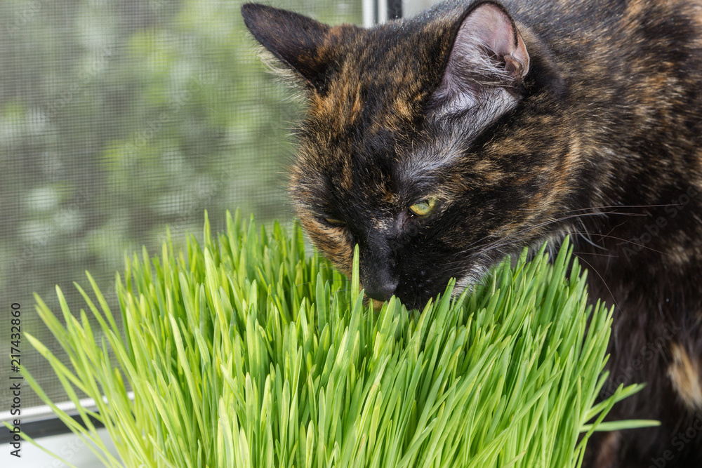 Domestic cat tortoiseshell color eating green grass on window sill