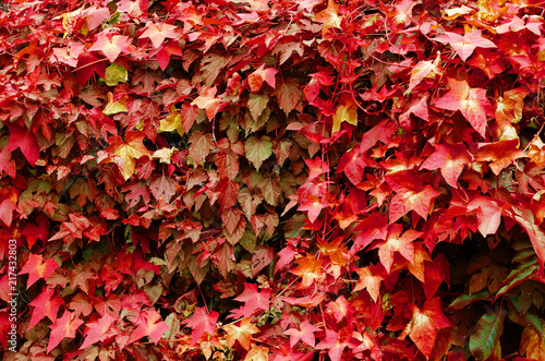 background of red leaves