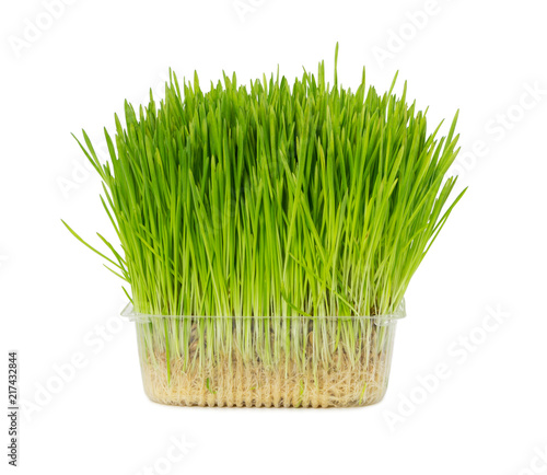 Fresh grass for cats in plastic box isolated on white