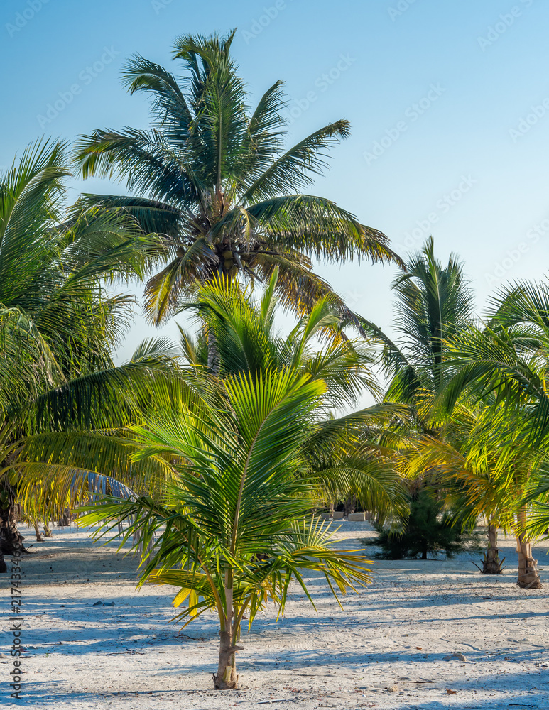 Obraz premium A grove of young palm trees in the sand