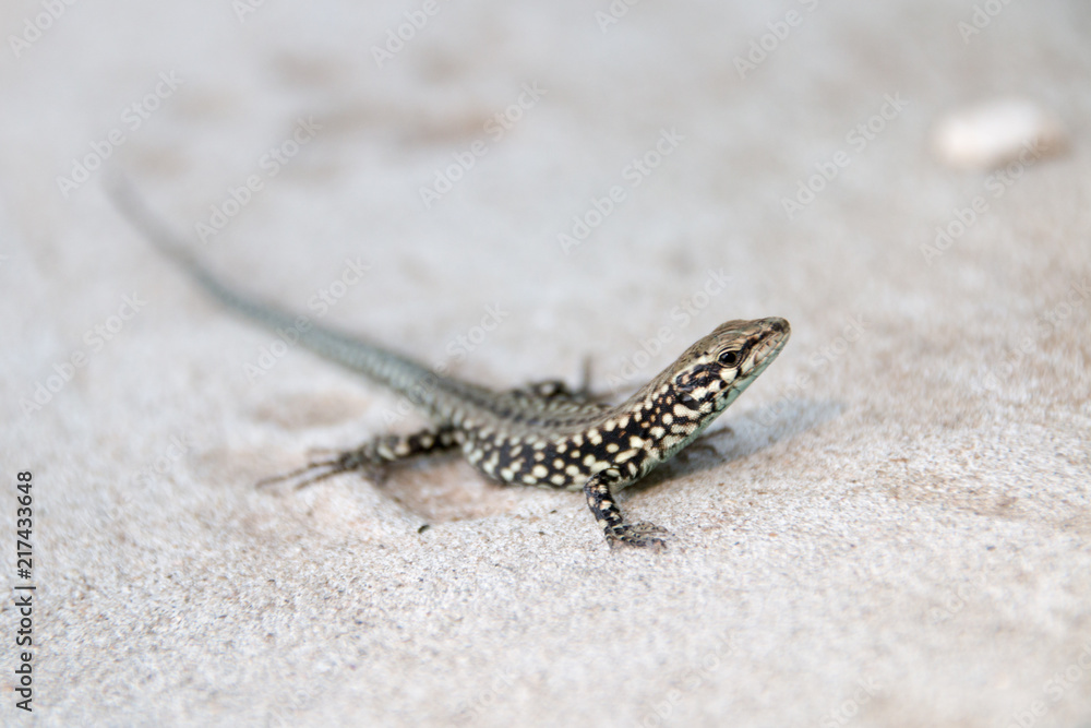 Close-up of a small spotted lizard sunbathing on the beach of the Adriatic Sea in Croatia. Close-up of a small spotted lizard sunbathing on the beach of the Adriatic Sea in Croatia.