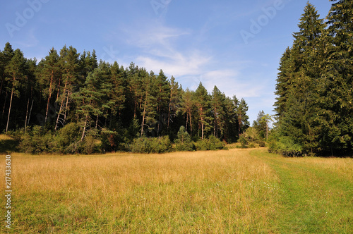 Fototapeta Naklejka Na Ścianę i Meble -  summer landscape with dry grass and forest