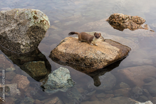 Photography a stoat sitting on a stone that reflects in a mountain lake