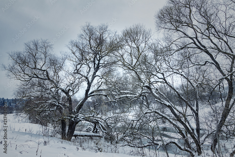 Fototapeta premium Winter forest wild river landscape.