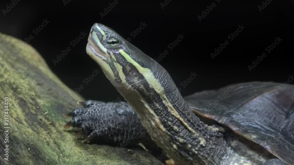 Close-up of turtle or terrapin sitting on tree trunk in repose and basking in sun. Portrait of wild freshwater reptile resting on snag. Head of gorgeous semi-aquatic animal relaxing on piece of wood. Close-up of turtle or terrapin sitting on tree trunk in repose and basking in sun. Portrait of wild freshwater reptile resting on snag. Head of gorgeous semi-aquatic animal relaxing on piece of wood.