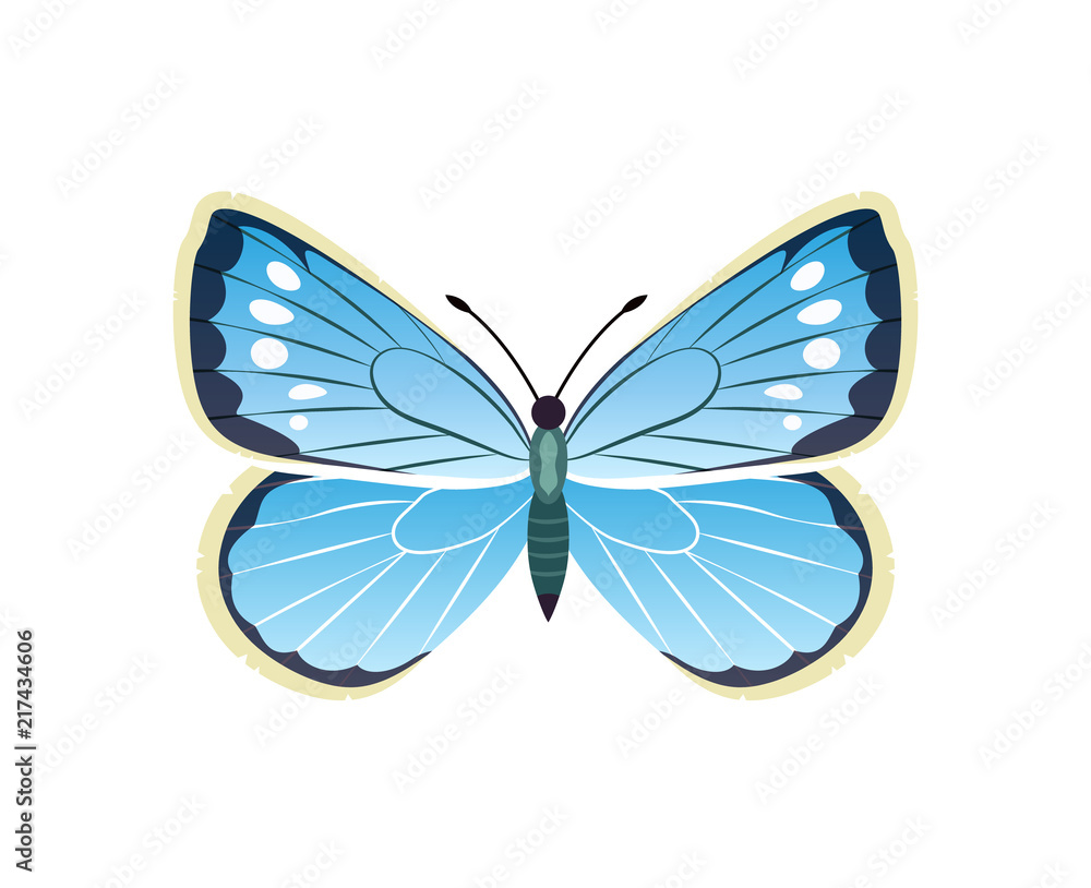 Morpho Peleides Blue Butterfly Vector Illustration Morpho Peleides Blue Butterfly Vector Illustration