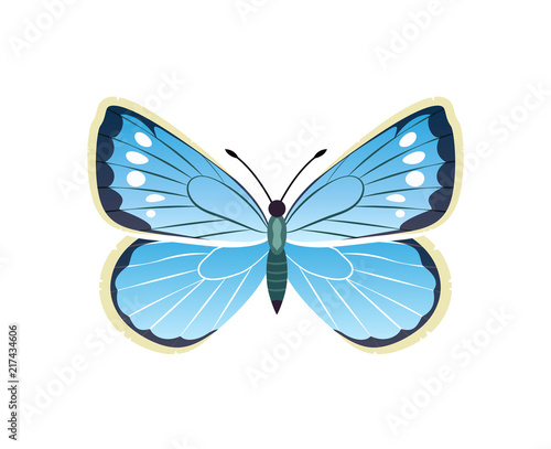 Morpho Peleides Blue Butterfly Vector Illustration © robu_s