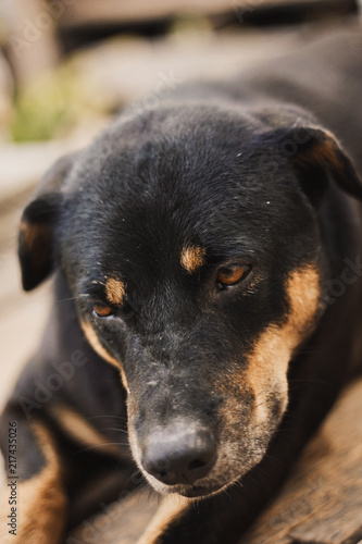 Portrait of a black dog sitting on the terrace of house.Thai dogs