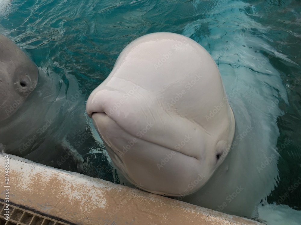 Fototapeta premium bieługa