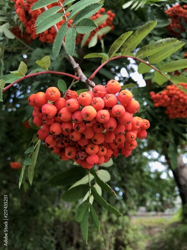 Red rowan tree with ripe red berries in the focus. Wallpaper in the autumn style. Autumn harvest time.