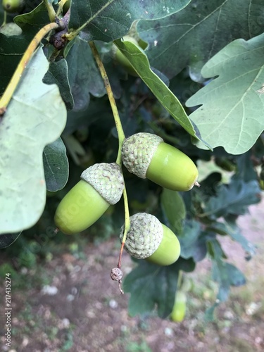 Green acorns on the oak branches. Branch of oak with leaves and green acorns. Wallpaper, background, closeup