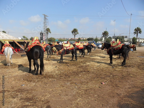 chchevaux photo