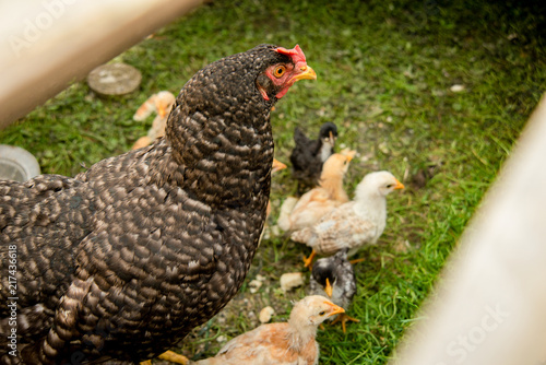 The chicken that had sown the chicken was sitting with them in a wooden box. A hen of colorful coloring sits in a wooden box with its yellow, fluffy cymbals.