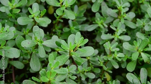 Portulaca oleracea, common purslane, verdolaga, red root, pursley