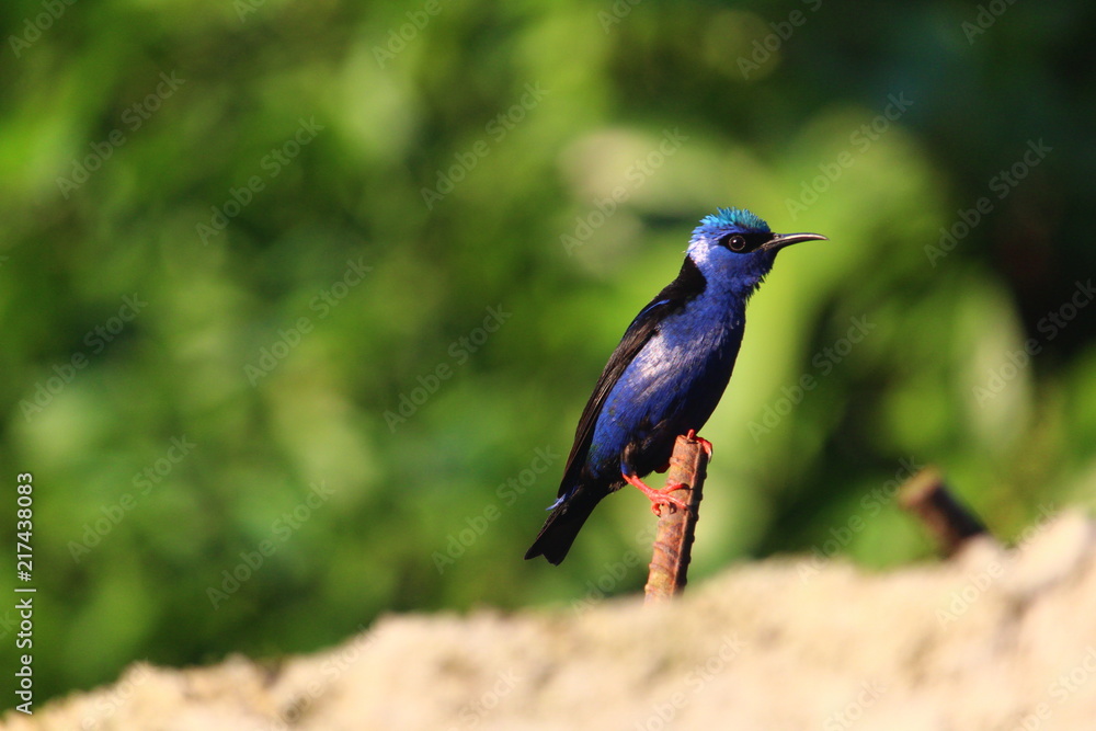 Obraz premium Vogel blau