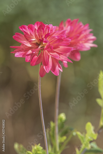 Pink macro flower