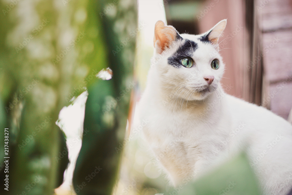 cute black and white cat standing on a wooden terrace in nature of garden.Siam cat and Thai cat. cute black and white cat standing on a wooden terrace in nature of garden.Siam cat and Thai cat.