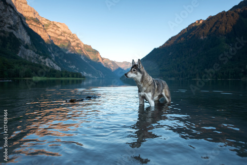 Husky in the swiss mountains