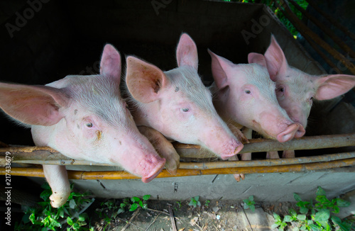 Konstfotografi Many pig are waiting for food.