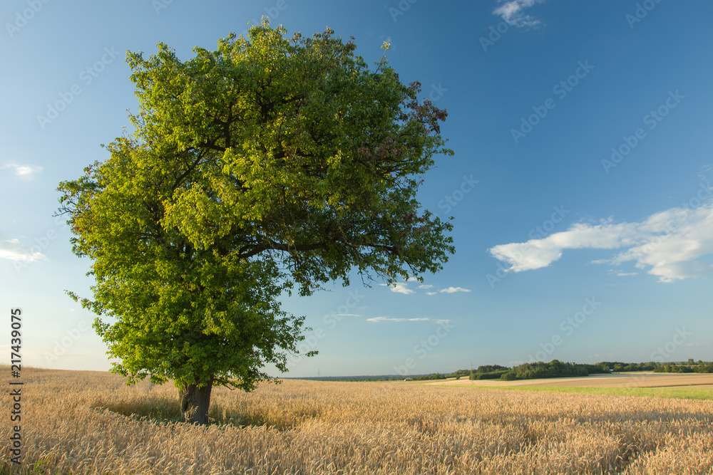 Deciduous tree growing in the cereal and clouds in the blue sky Deciduous tree growing in the cereal and clouds in the blue sky