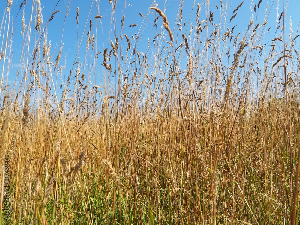 Fototapeta premium Dürre
