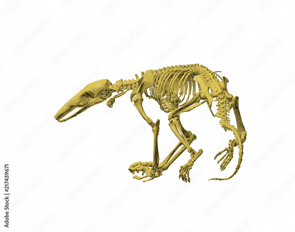 Fototapeta premium Skelett eines Ameisenbärs