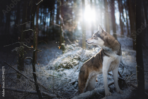 Husky im Winter