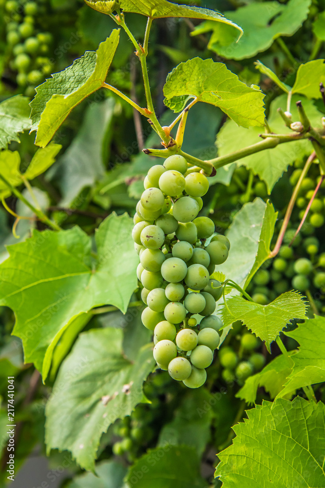 Grapes growing in a vineyard