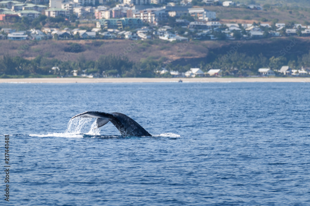 Fototapeta premium queue de baleine à bosse à la réunion