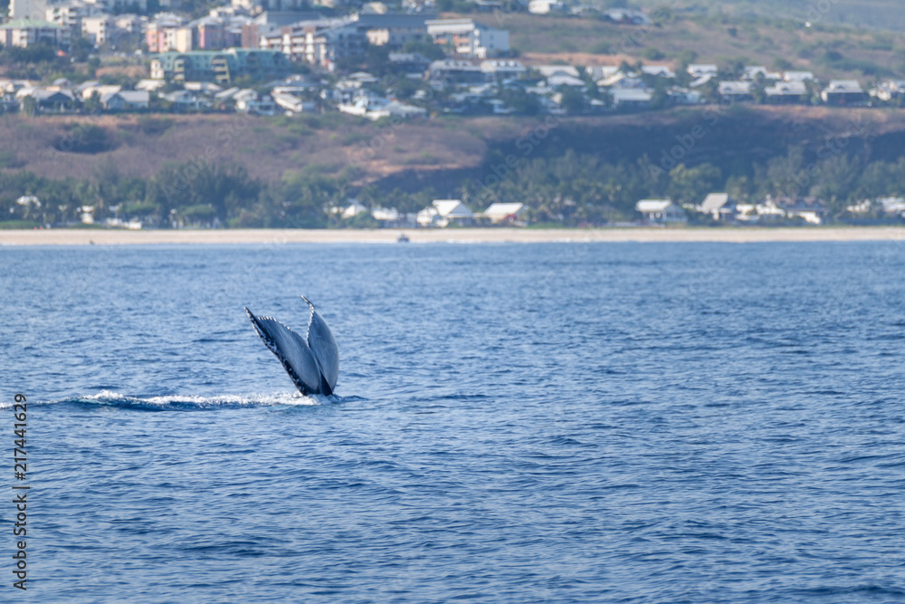 Fototapeta premium queue de baleine à bosse à la réunion